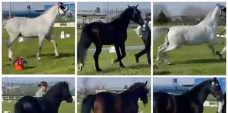 VIDEO – Parada armăsarilor – printre care și lipițanul cu robă neagră din Beclean – la Cupa României la atelaje cu doi cai