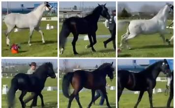VIDEO – Parada armăsarilor – printre care și lipițanul cu robă neagră din Beclean – la Cupa României la atelaje cu doi cai