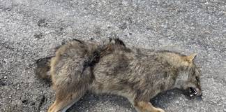 Șacal găsit mort pe șosea între Sângeorzul Nou și Vermeș