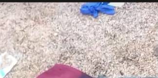 BICHIGIU: Bărbat atacat de urs. Fiara s-a „înfruptat” din el