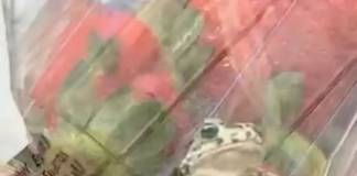 VIDEO Căpșuni cu surprize, într-un supermarket din Bistrița: un bistrițean a găsit, într-o caserolă, o broască vie