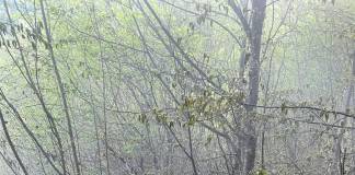 FOTO: O pășune împădurită din Anieș a luat foc de la o țigară aruncată la întâmplare!