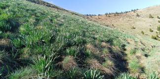 Weekendul viitor pot fi admirate narcisele sălbatice, din Masivul Saca – Munții Rodnei