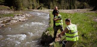 Păstrăvi din apele noastre folosiți la repopularea râului Neagra – care a făcut ravagiile din Broșteni