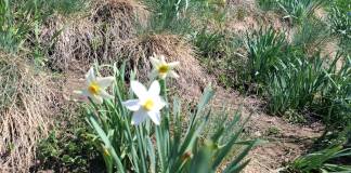 FOTO/VIDEO: Au înflorit primele narcise în Masivul Saca. Drumul până acolo e practicabil