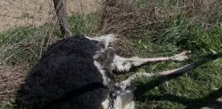TELCIU: ”Un mascul mort, o familie compromisă!” Un grup de elevi care a vizitat o fermă de struți a provocat moartea unui exemplar