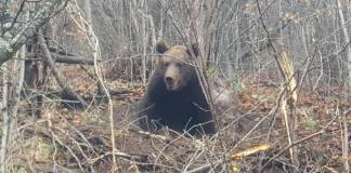 BICHIGIU: Femeie ucisă de un urs! Animalul a omorât și o vacă