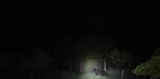 4 urși văzuți în doar 24 de ore, în Bistrița-Năsăud! În două cazuri, animalul a fost găsit de jandarmi la fața locului!