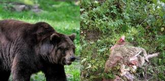 FOTO/VIDEO: Weekend plin de ursi în Bistrița – Năsăud