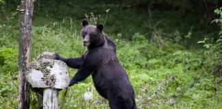Ginerele femeii omorîte de urs la Bichigiu: „A fost omorîtă pe proprietatea ei”