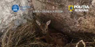VIDEO – Rezultate percheziții: Opt persoane rețiute și zeci de mii de lei, 20 arme letale, mașini, trofee, pui de căprioară ținuți captivi – găsite