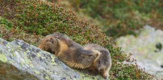 VIDEO: Dragoste la 2000 de metri altitudine! Imagini adorabile cu două marmote, surprinse în Munții Rodnei