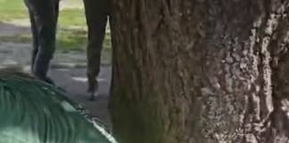 VIDEO Un arborist cu 30 de ani de experiență în Canada, care face voluntariat la Primăria Bistrița, a creat la Bistrița o soluție unică pentru arborii orașului