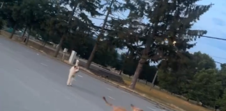 VIDEO: Problema câinilor vagabonzi din Viișoara, la fel de actuală! CINE se ocupă de astfel de cazuri, acum