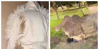 FOTO/VIDEO: Copacul căzut în Parcul Municipal a căzut lângă o tânără – salvată în ultima clipă