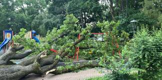 FOTO – Un arbore de mari dimensiuni a căzut în spațiul de joacă din Parcul Municipal. Primarul Lazany: „Consecințele puteau fi dramatice”