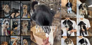 VIDEO: Când unii cățeii pleacă la familiile lor adoptive, alți puiuți le iau locul la adăpost
