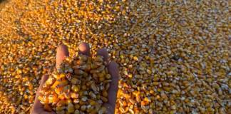 De la mii de tone de porumb, la sute de mii de păsări: Cum arată harta agricolă din Bistrița-Năsăud