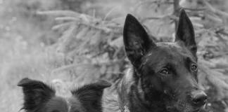 VIDEO: Antrenament comun al echipajelor canine salvamont BN și SV. Rona și Sven, în acțiune
