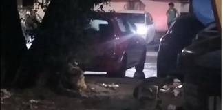 VIDEO: Vulpe surprinsă în Bistrița, pe str. C.R Vivu, în preajma tomberoanelor de gunoi. Ce riscuri, ce măsuri se impun