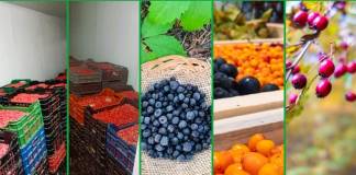 Fructele de pădure din Bistrița-Năsăud iau calea Europei: Peste 300 de tone pleacă la export