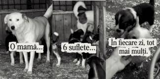 Zeci de puiuți la Adăpostul Public Bistrița. ”Deși există variante de sterilizare gratuită, oamenii nu duc animalele!”