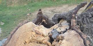 FOTO – Un simbol al Sângeorzului devine amintire – Nucul de la pasajul spre Stațiune, pus la pământ! CE spune primarul Cătălin Bota: