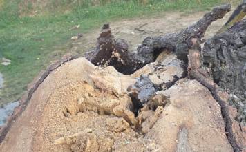 FOTO – Un simbol al Sângeorzului devine amintire – Nucul de la pasajul spre Stațiune, pus la pământ! CE spune primarul Cătălin Bota: