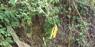 Munca unuia, bătaia de joc a altora: un localnic din Rebrișoara a curățat un pârâu pe gratis, vecinii l-au umplut la loc cu gunoaie