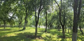Gustul toamnei la Urmeniș: Cules de prune, rețete tradiționale și relaxare în livadă!