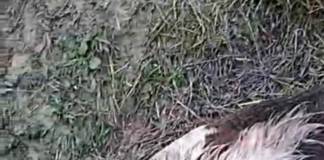 VIDEO Comuna Telciu, în continuare terorizată de urși! Animalele femeii din Bichigiu omorâte de urs, atacate din nou: