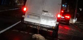 ȘOCANT – NĂSĂUD: Câine târât pe asfalt, după o dubă! A fost legat de mașină de un copil, fără ca părinții să știe
