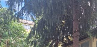 FOTO – Au intrat în panică după ce DIS a început să toaleteze copacii din fața blocului