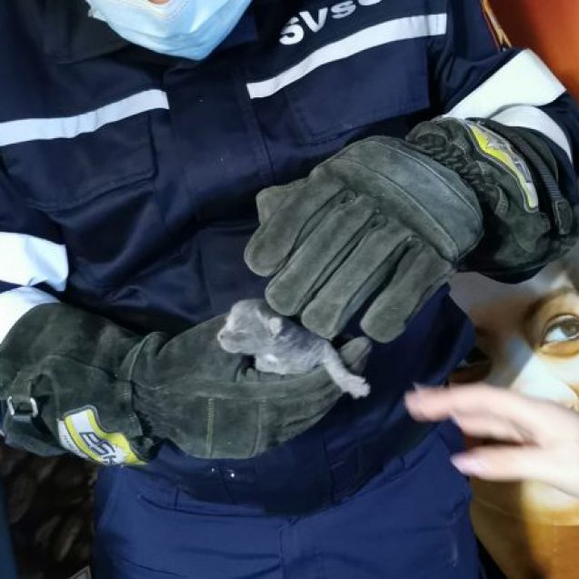 FOTO/VIDEO – MINUNAT: O pisică și puiuții săi de nicio zi, salvați din spatele frigiderelor unui supermarket FOTO/VIDEO – MINUNAT: O pisică și puiuții săi de nicio zi, salvați din spatele frigiderelor unui supermarket